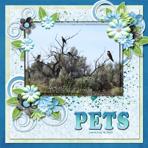 Pets birds small.jpg