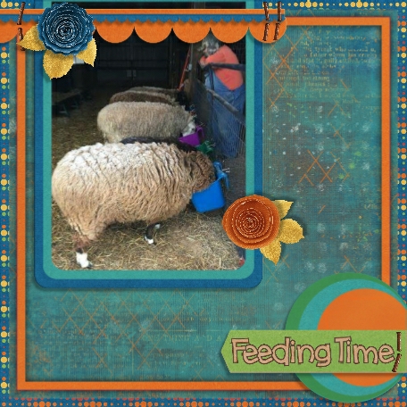 Petting Zoo