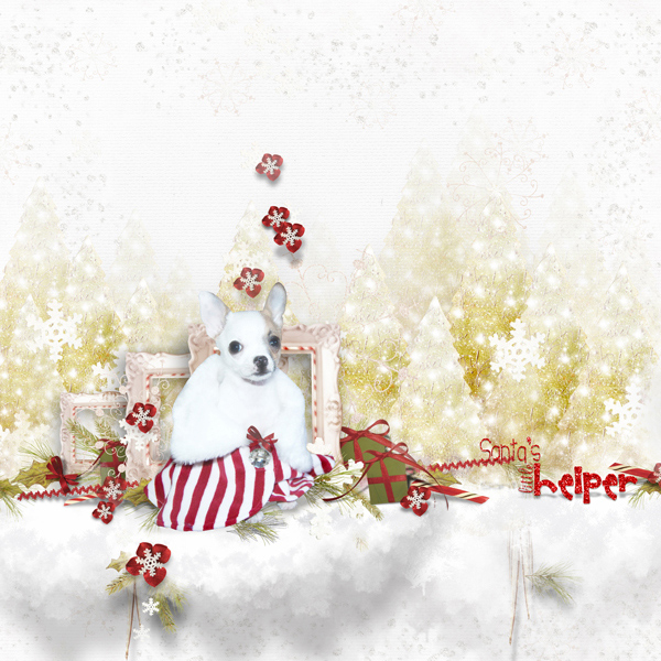 Petunia Lily, snow dog
