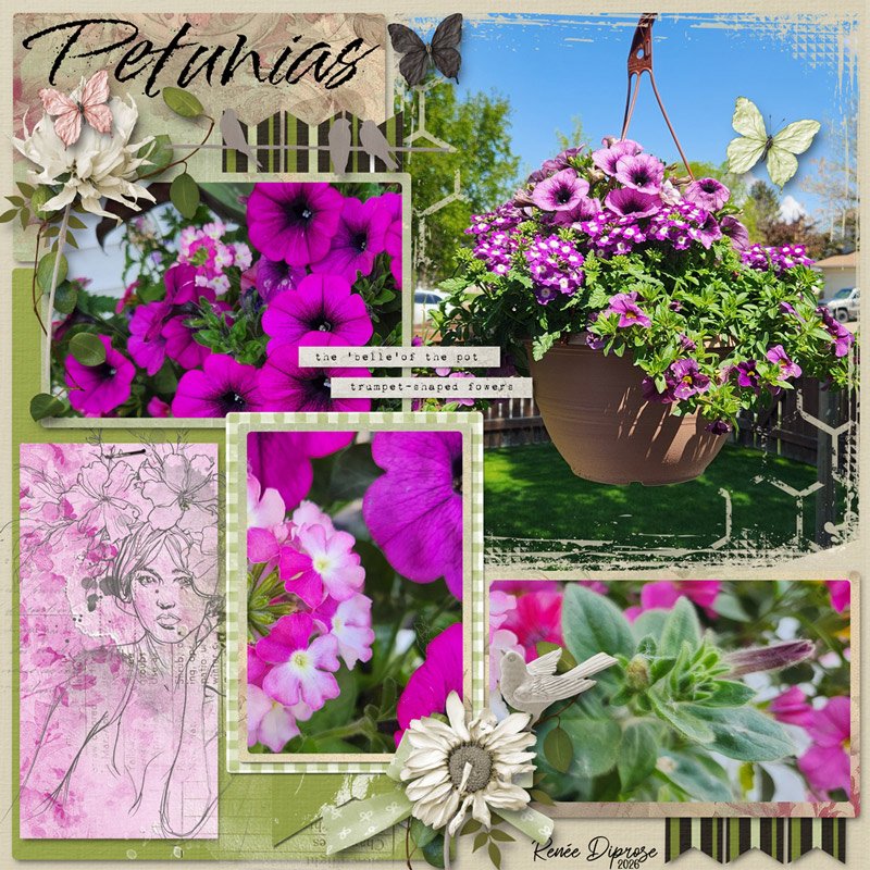 Petunias