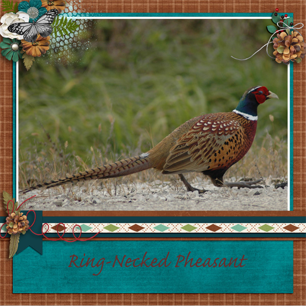 Pheasant