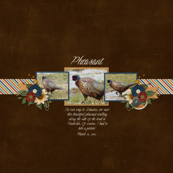 Pheasant