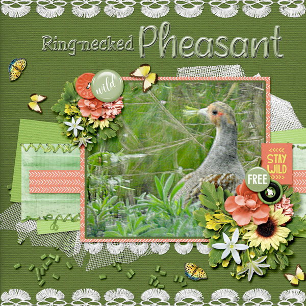Pheasant_ring-necked_small