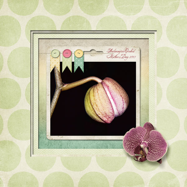 Philaenopsis Orchid