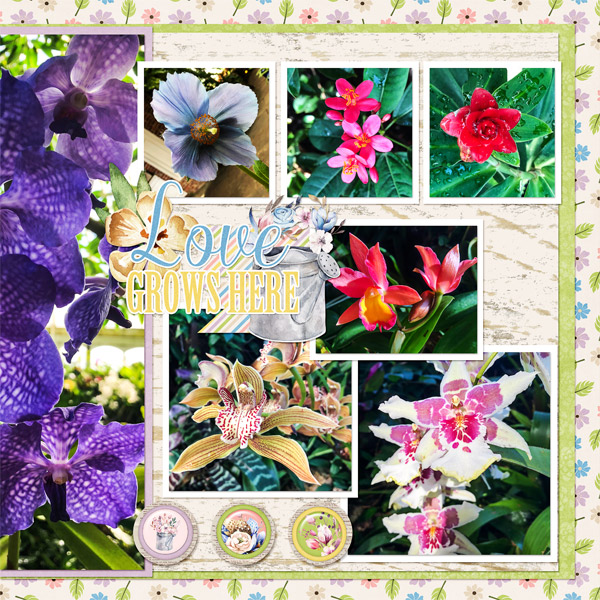 Phipps Conservatory - Connie's #2018 Challenge