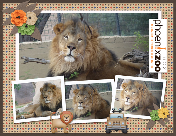 Phoenix Zoo lion
