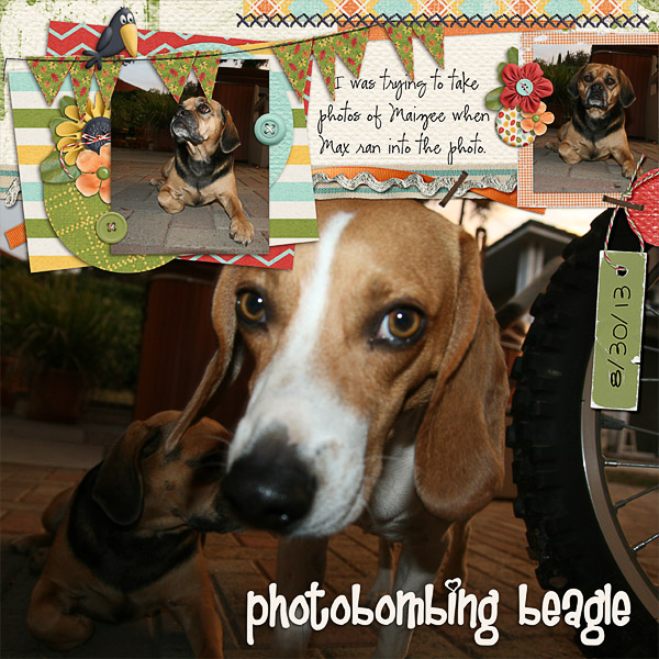 photobombing beagle
