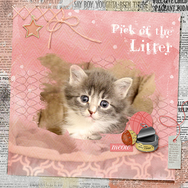 Pick of the Litter