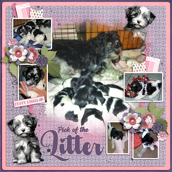 Pick of the Litter