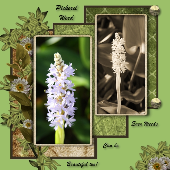 Pickerel Weed