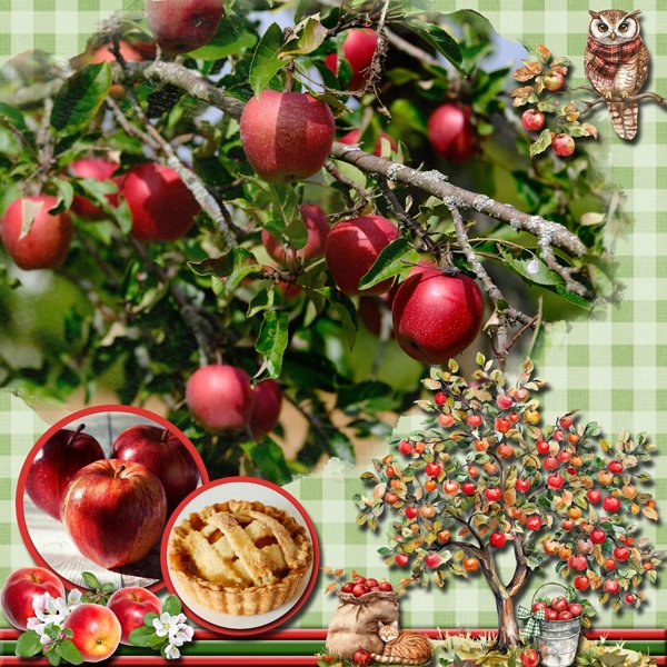Picking Apples