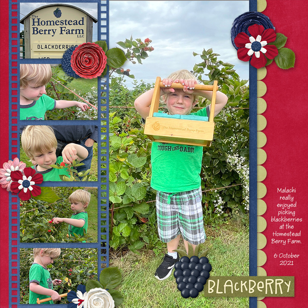 Picking Blackberries