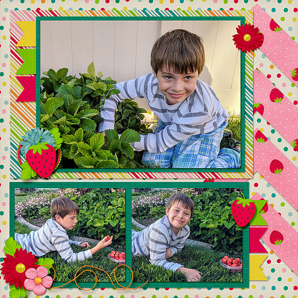 Picking Strawberries