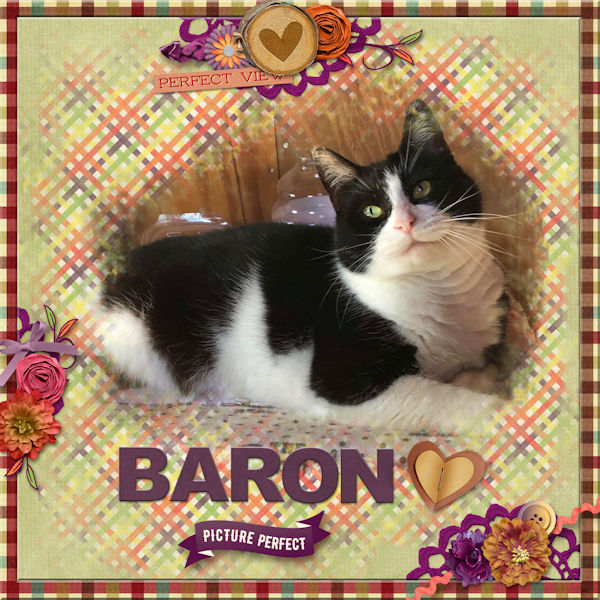 Picture Perfect Baron