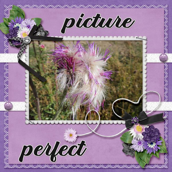 picture perfect small.jpg