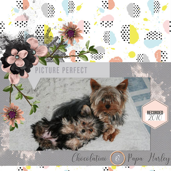 Picture Perfect Yorkie Babies