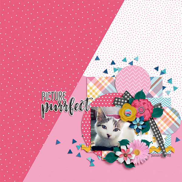 picture purrfect