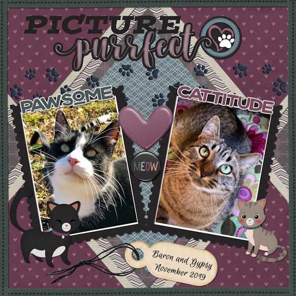 Picture Purrfect