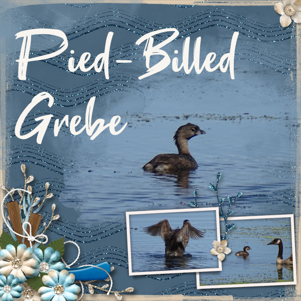 Pied-Billed Grebe