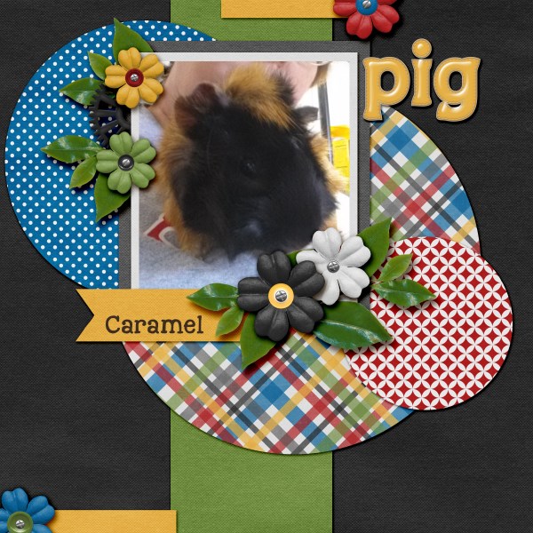 pig