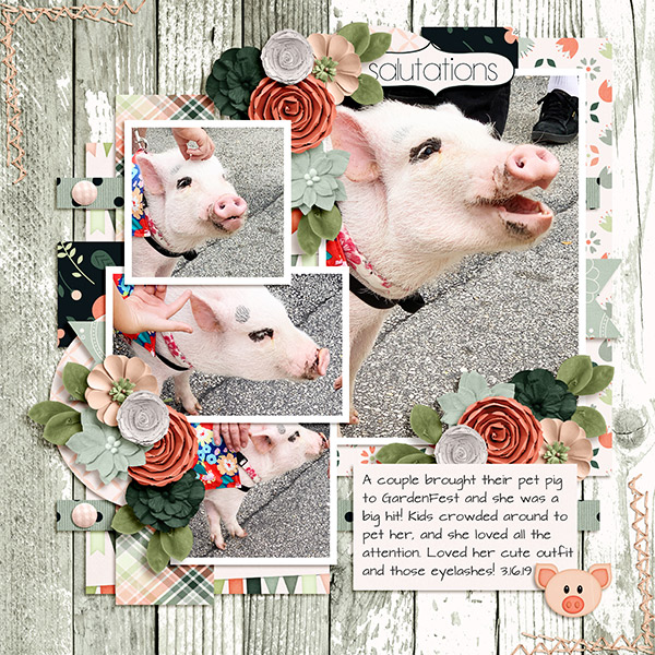 Pig