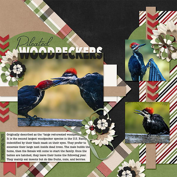 Pileated Woodpeckers