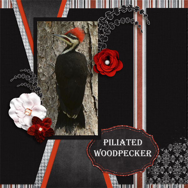 Piliated Woodpecker