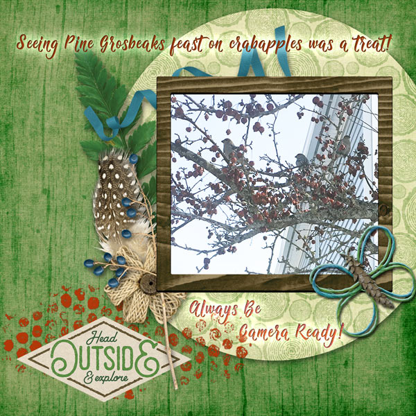 Pine Grosbeak Treat