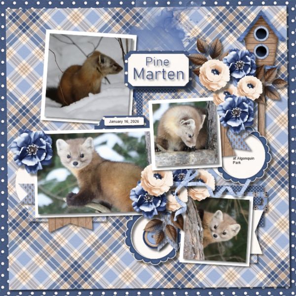 Pine Martens