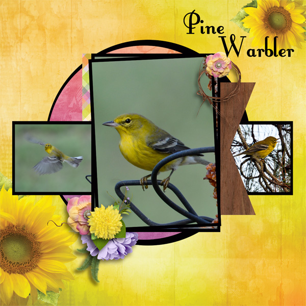 Pine Warbler