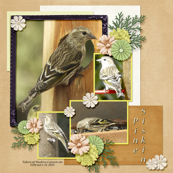 Pine_Siskin_small