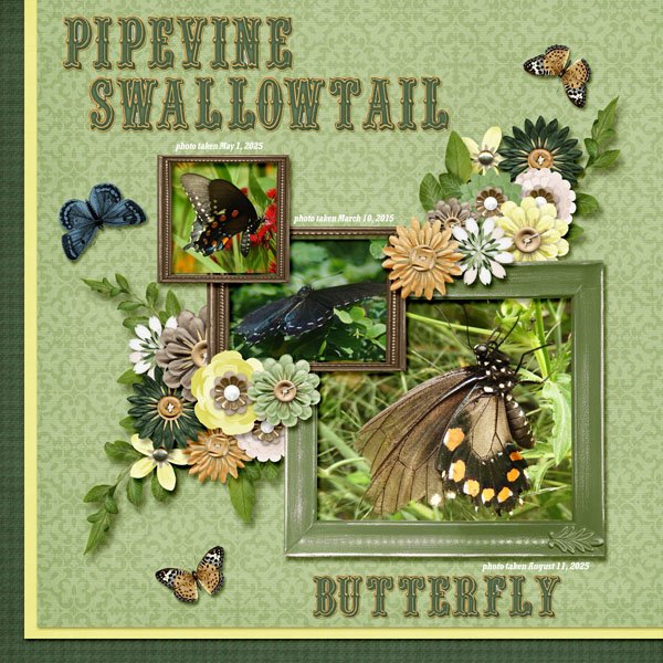 Pinevine Swallowtail Butterfly small.jpg