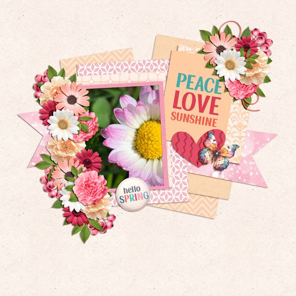 pink daisy