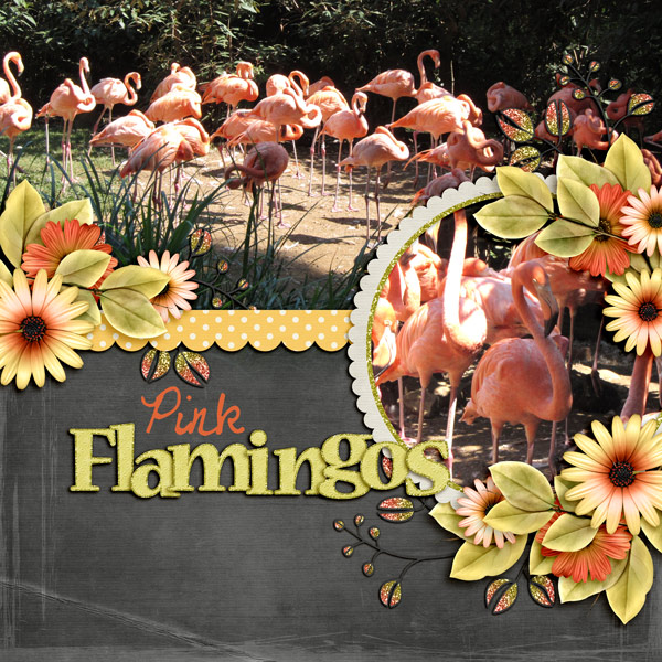 Pink Flamingos
