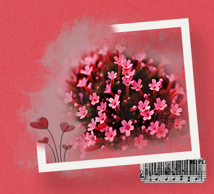 Pink Flower