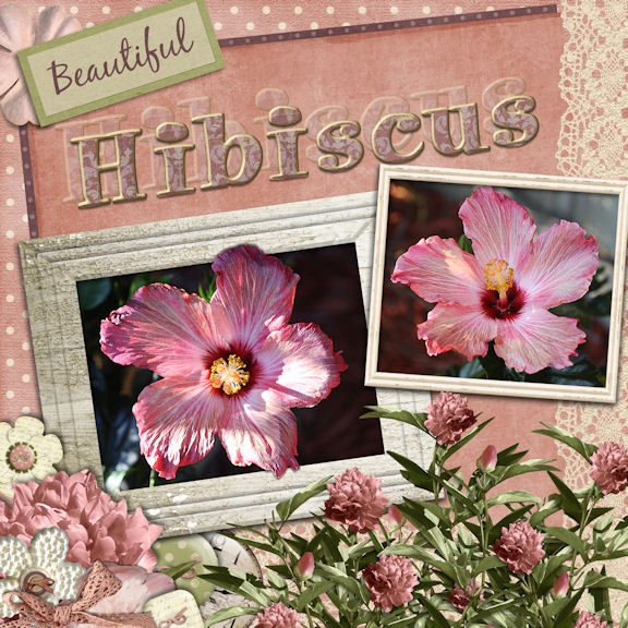 Pink Hibiscus