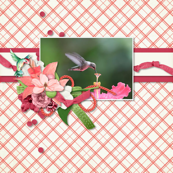Pink Hummingbird