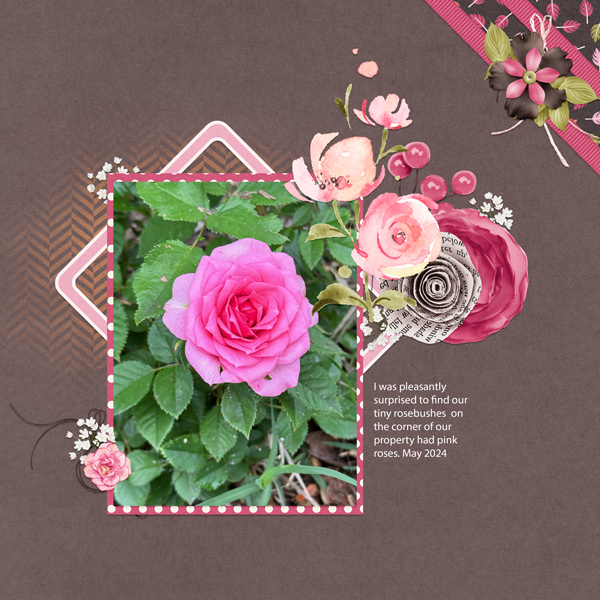 Pink Rose
