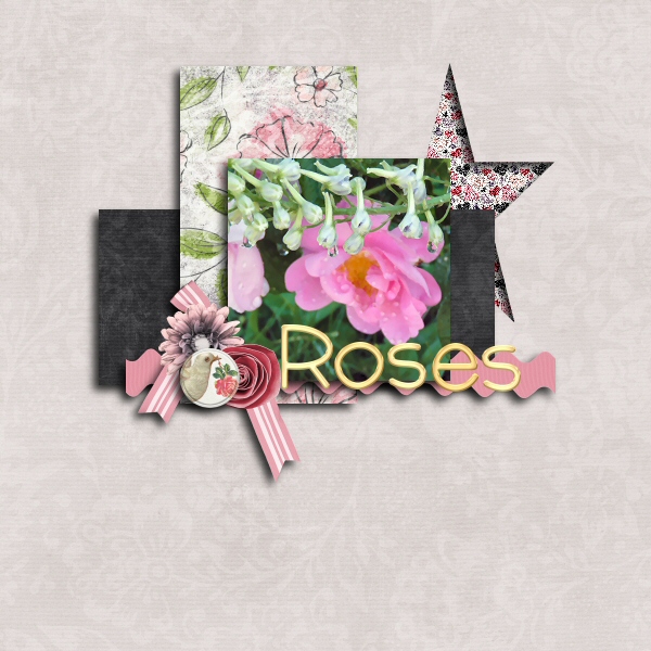 Pink Roses