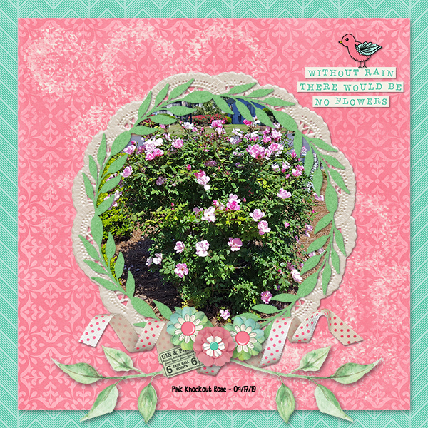 Pink Roses