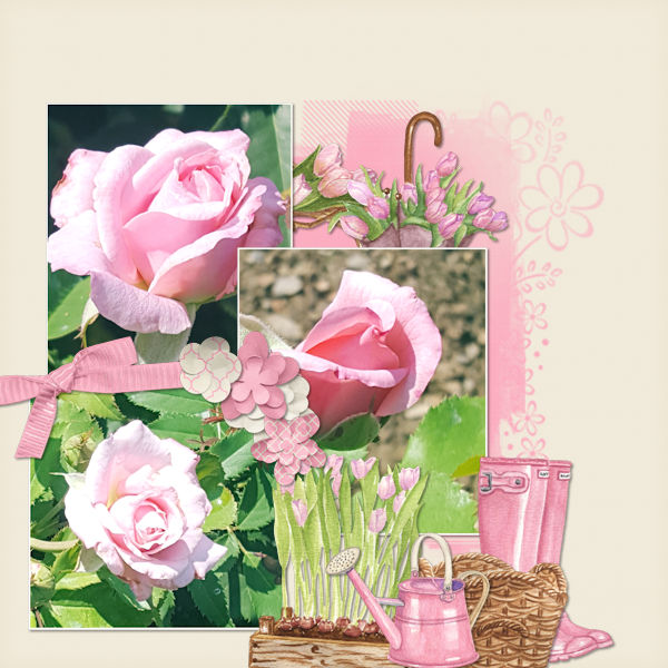 Pink Roses