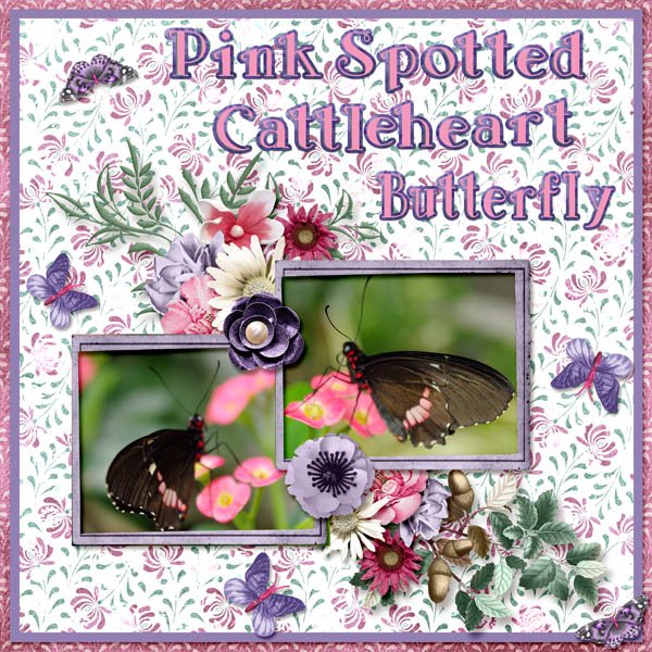 Pink Spotted Cattleheart Butterfly small.jpg