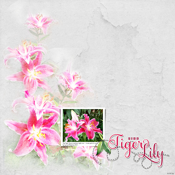 Pink Tiger Lily