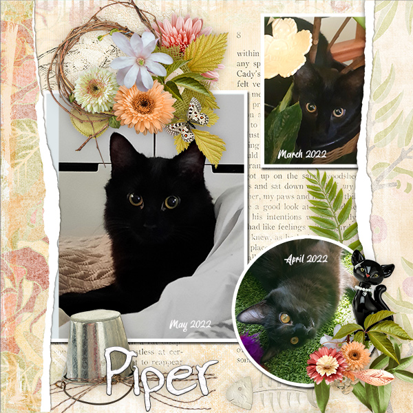 Piper
