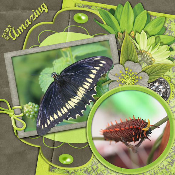 Pipevine Swallowtail