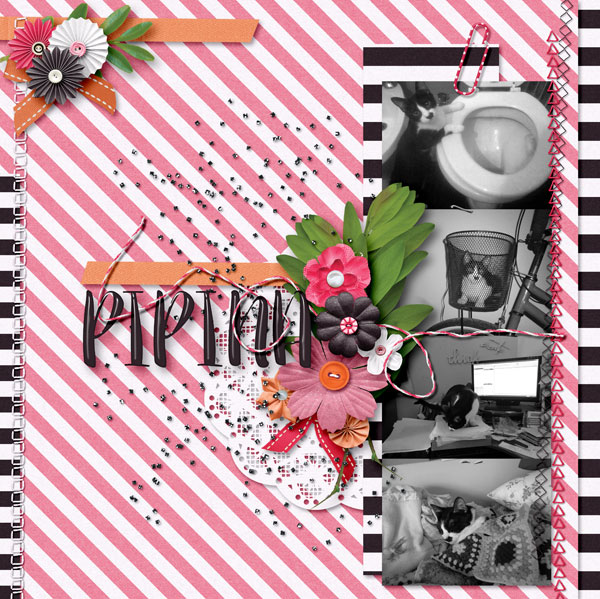 Pipina