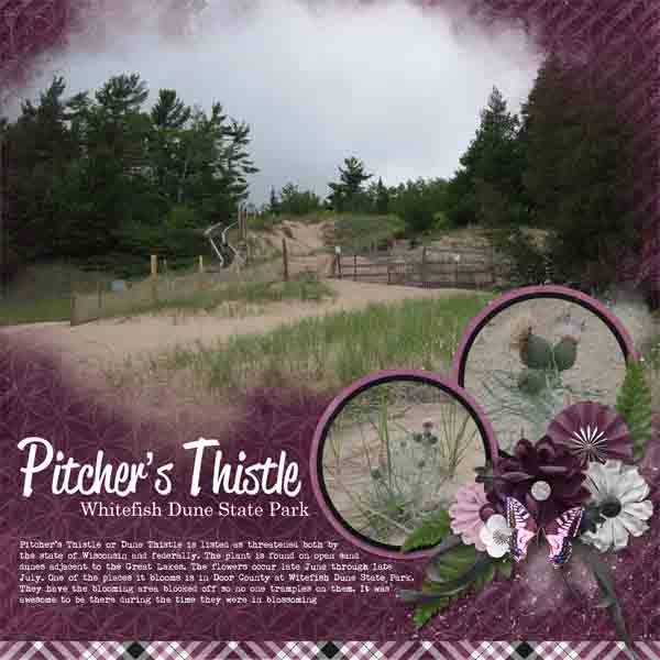 Pitcher's Thistle