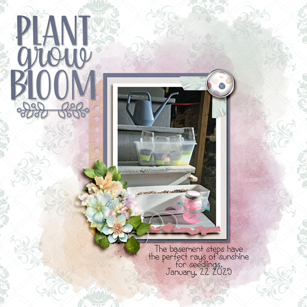 Plant Grow Bloom