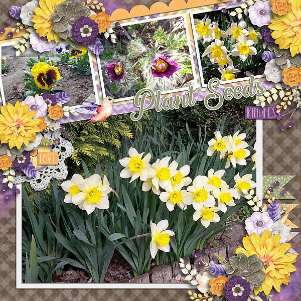 Plant seeds