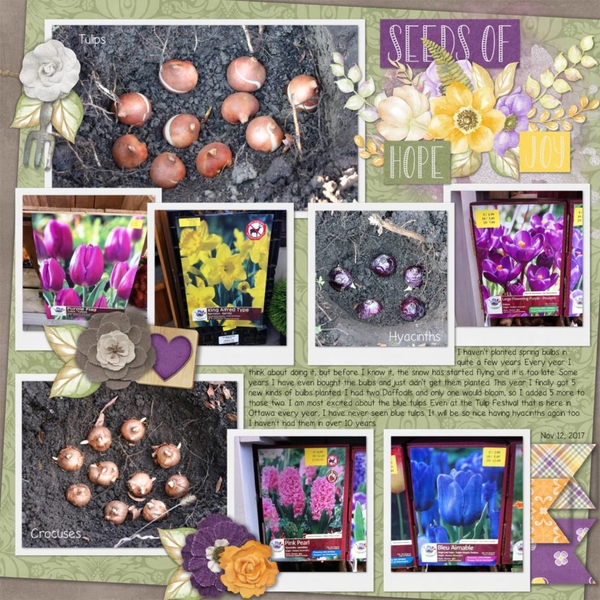 Plant Seeds
